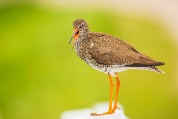 common redshank (tringa totanus) in farmland