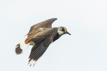 Closeup of a northern lapwing, Vanellus vanellus, bird in flight