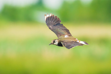 Closeup of a northern lapwing, Vanellus vanellus, bird in flight