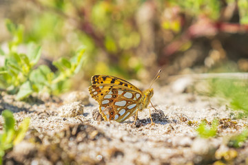 Queen of spain fritillary, issoria lathonia, butterfly resting in a meadow.