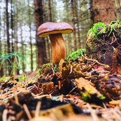 mushroom in forest