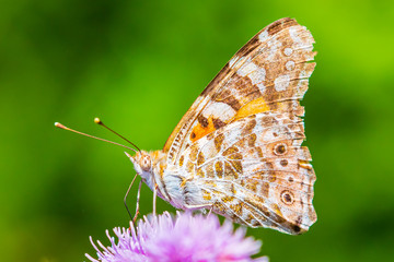 Painted Lady butterfly, vanessa cardu, feeding