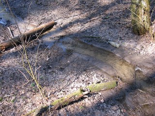 Stream in the forest