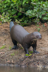 Giant otter at a river in the Pantanal, Brazil, South America