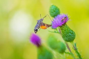 Macroglossum stellatarum hummingbird hawk-moth feeding on purple thistle flowers