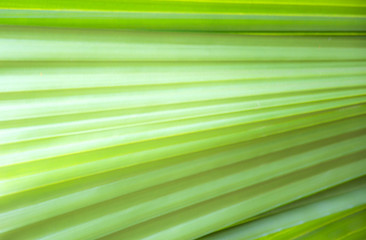 A close up of green palm leaves