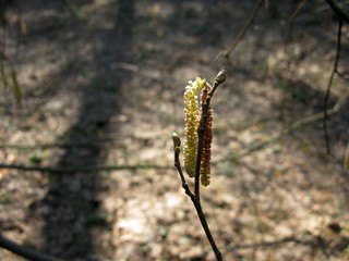 Spring