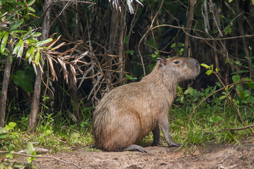 Capybara in the Pantanal, Brazil, South America