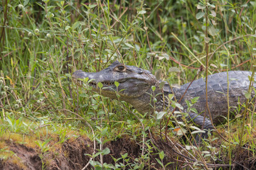 Yacare caiman in the Pantanal, Brazil, South America