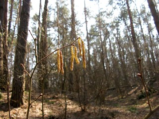 Spring