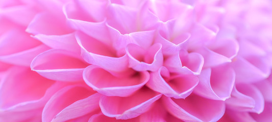 Close up of beautiful blooming pink dahlia