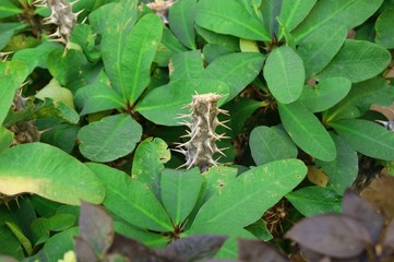 A plant that has large spikes on a stovbur, beautiful green leaves.