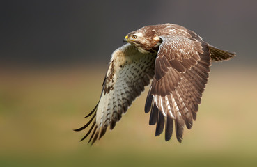 Common buzzard (Buteo buteo) in flight