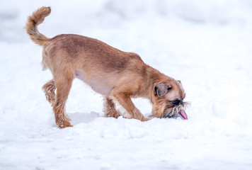 Griffon dogs walk in the snow