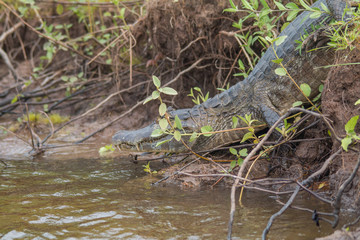 Obraz premium Yacare caiman in the Pantanal, Brazil, South America