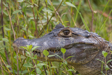Yacare caiman in the Pantanal, Brazil, South America