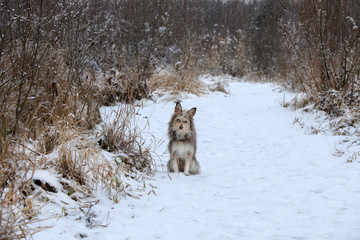 Portrait of a cute dog in a winter forest sitting in the snow