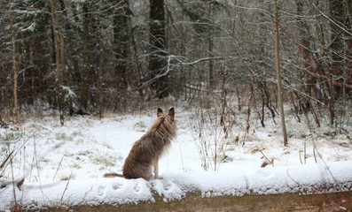 Naklejka premium Landscape with a dog in the winter forest sitting in the snow