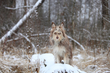 Portrait of a cute dog in a winter forest in the snow