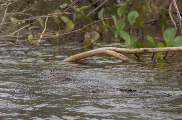 Yacare caiman in the Pantanal, Brazil, South America