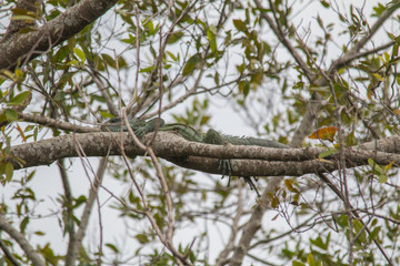 Fototapeta premium Iguana on a branch, Pantanal region, Brazil, South America