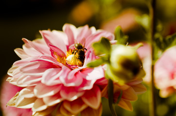 Bee on a chrysanthemum flower