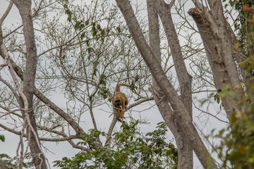Black and gold howler monkey in the tree, Pantanal, Brazil, South America	