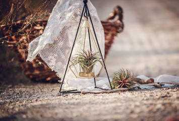 Beautiful tallinsia plant outdoors