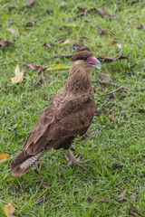 Southern crested caracara, Pantanal region, Brazil, South America