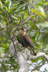 Southern crested caracara, Pantanal region, Brazil, South America