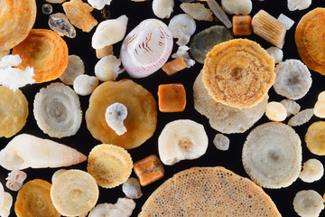 Extreme close-up of Foraminifera shells from coral sand