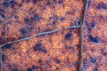 Amazing macro detail of leaf structure
