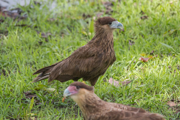 Southern crested caracara, Pantanal region, Brazil, South America