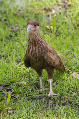 Southern crested caracara, Pantanal region, Brazil, South America