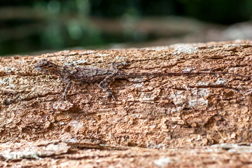 The lizard disguises itself on a tree trunk and is almost invisible. Spotted skin like a tree bark. A long tail. Selective focus on the head.