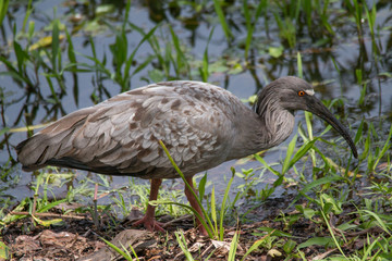 Plumbeous ibis in the Pantanal, Brazil, South America