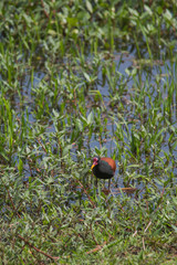 Wattled jacana in the Pantanal, Brazil, South America