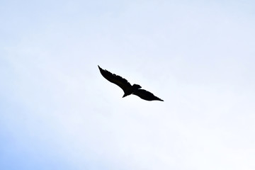 eagle in flight