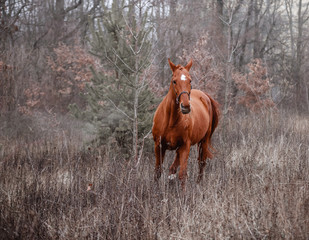 The red horse walks free