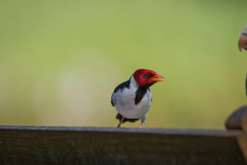 Yellow billed cardinal at a feeding site, Pantanal region, Brazil, South America