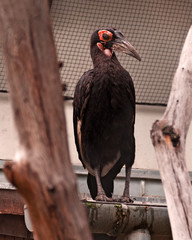 a large terrifying black vulture-like bird at the Zoo