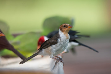 Yellow billed cardinal at a feeding site, Pantanal region, Brazil, South America