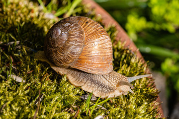 Weinbergschnecke