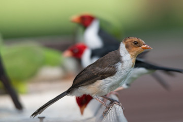 Yellow billed cardinal at a feeding site, Pantanal region, Brazil, South America
