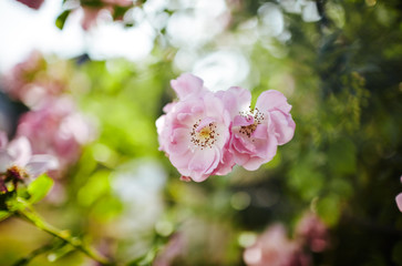 Naklejka na ściany i meble Rose flower photo. Beautiful spring or summer bloomingrose plant. Flower blossom bright image. Rose bush bloom. Selective focus, blurred background