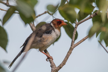 Yellow billed cardinal at a feeding site, Pantanal region, Brazil, South America