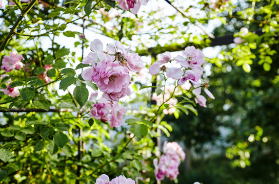 Rose flower photo. Beautiful spring or summer bloomingrose plant. Flower blossom bright image. Rose bush bloom. Selective focus, blurred background