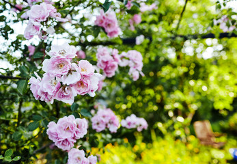 Rose flower photo. Beautiful spring or summer bloomingrose plant. Flower blossom bright image. Rose bush bloom. Selective focus, blurred background