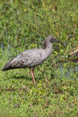 Plumbeous ibis in the Pantanal, Brazil, South America