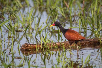 Wattled jacana in the Pantanal, Brazil, South America